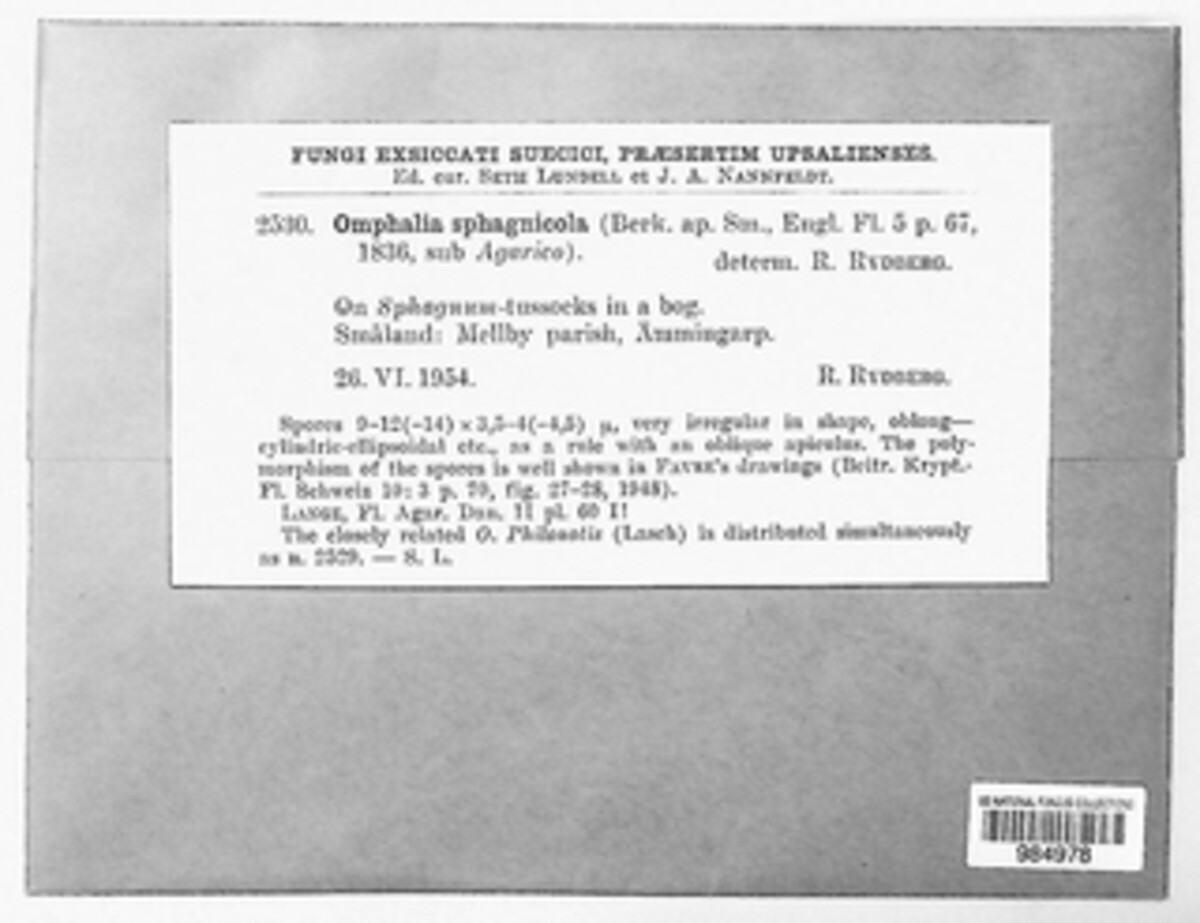 Lichenomphalia image